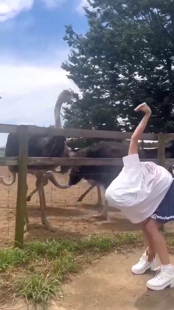 Страус смотреть онлайн