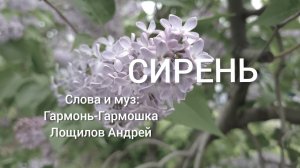 Сирень