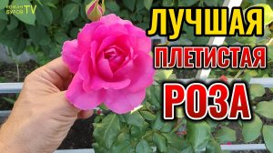 НИКОГДА не сажайте эту РОЗУ, если не готовы к восторженным взглядам! 🤩