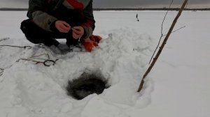 Проверка удочек. 7 день