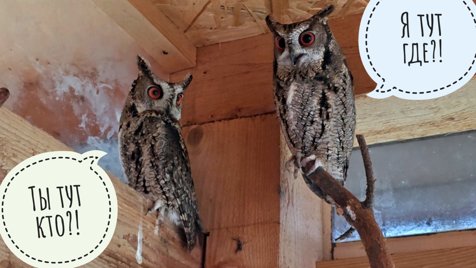 Рассказала сове Ёлке, какие замечательные у нас подписчики. Пёс Кубик увёл меня в автолавку за рыбой смотреть онлайн