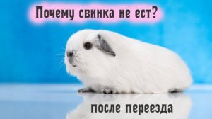 Почему после покупки свинка не ест?