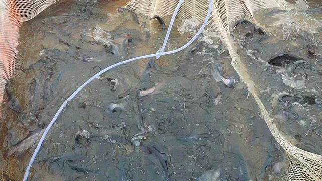 Рыба чувствует себя отлично 👍 смотреть онлайн