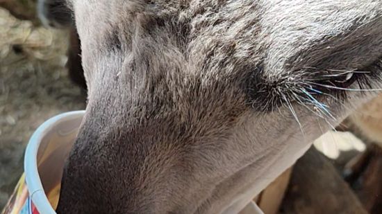 Покормил лам в зоопарке смотреть онлайн