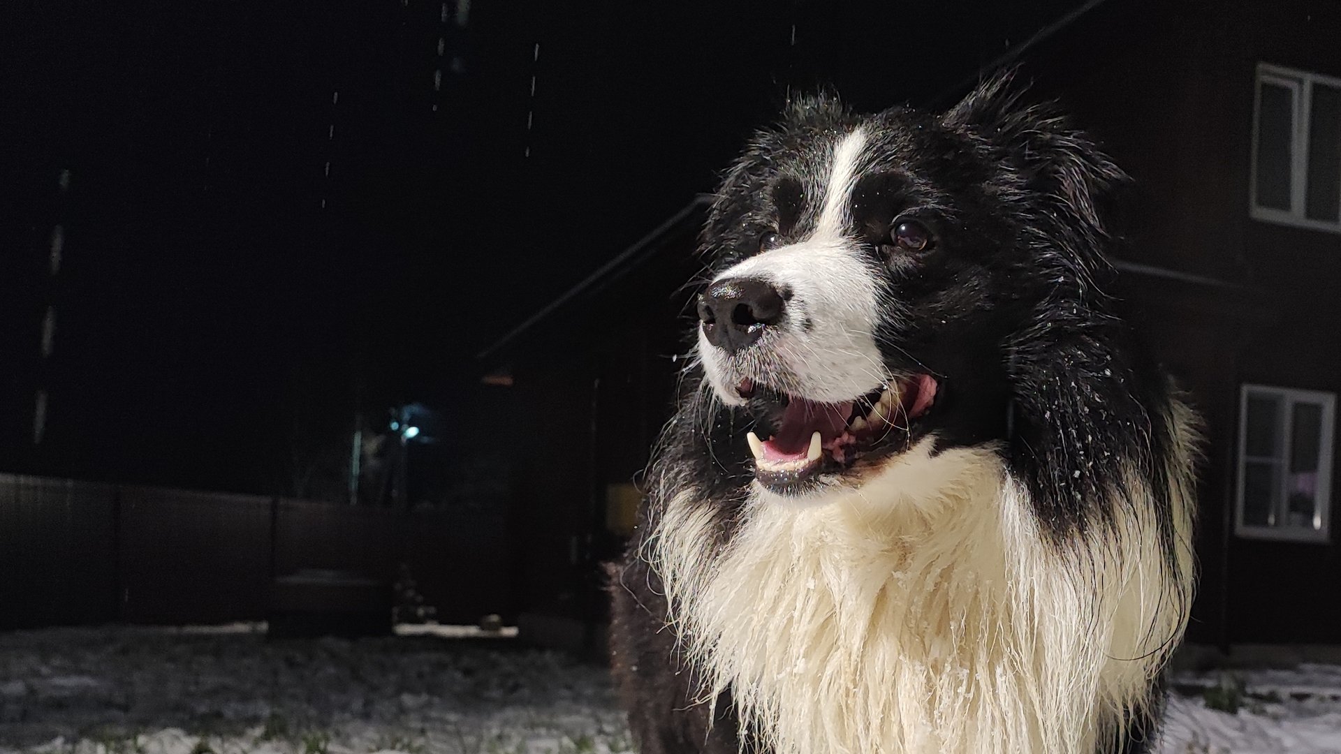 Бордер колли и кот Шах _ кот собаке друг