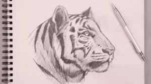 Как нарисовать Белого Тигра карандашом (урок)