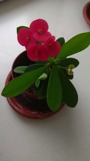 Теперь хотят забрать его назад... (Кот и молочай Миля)