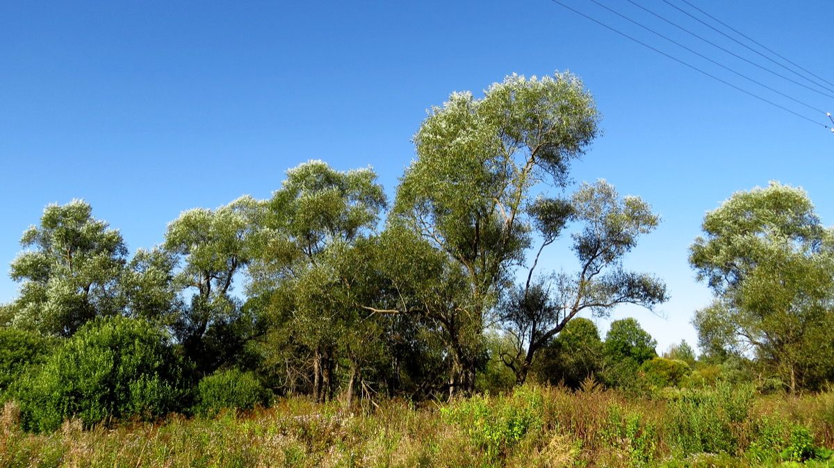 Прогулка. Полдень. смотреть онлайн