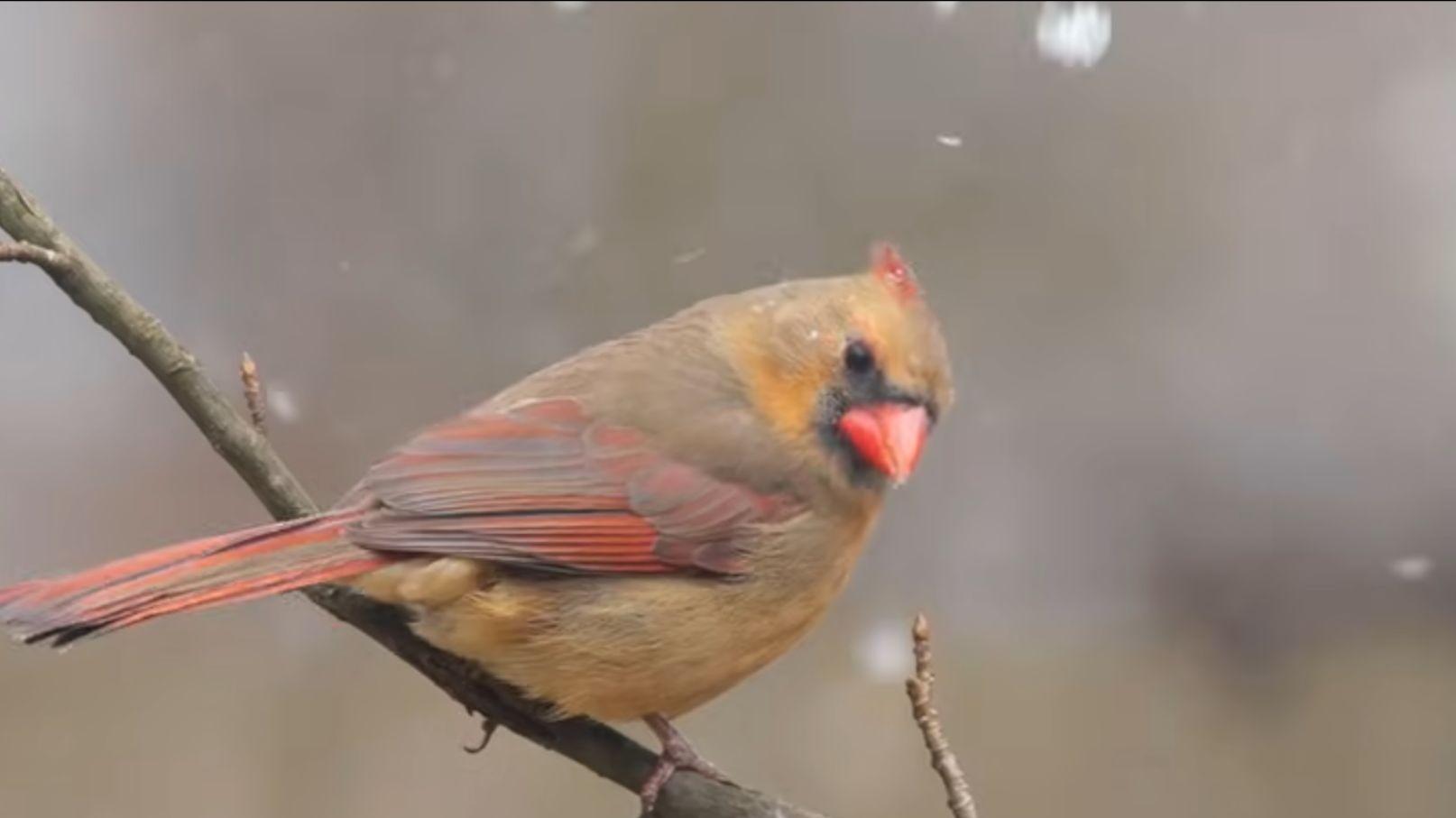 Красивые птицы Зимой ☀️ Самые изысканные птицы природы Для Максимального Расслабления ☀ ️ Спокойное смотреть онлайн