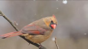 Красивые птицы Зимой ☀️ Самые изысканные птицы природы Для Максимального Расслабления ☀ ️ Спокойное