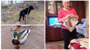 "Жизнь на пенсии".. Ходили с Вальтом на прогулку и занималась шитьем.