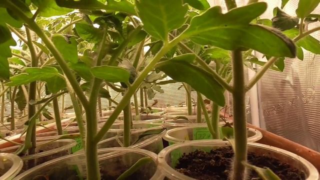 Как ускорить рост рассады томатов? Можно просто "ОБМАНУТЬ" растения ДЛИННЫМ СВЕТОВЫМ ДНЕМ смотреть онлайн