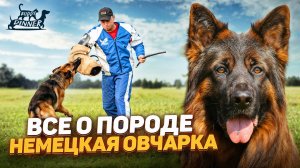 Все о породе немецких овчарок