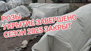 РОЗЫ УКРЫТЫ. СЕЗОН 2025 ЗАВЕРШЁН.