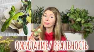 Растения с Авито за копейки: экономия или риск. Распаковка заказа с "сюрпризом"