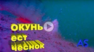 ОКУНЬ ТОЧНО ЕСТ ЧЕСНОК!!! подводный мир. рыбалка.