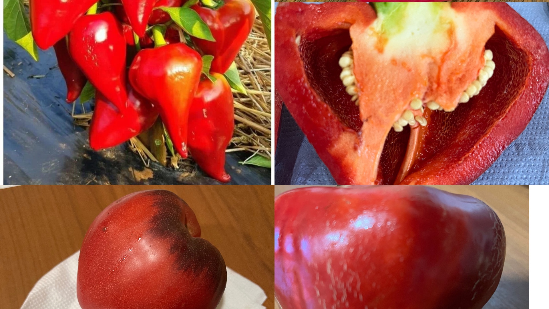 МОИ ЛЮБИМЫЕ СОРТА : ТОМАТЫ🍅, 🌶️ ПЕРЦЫ, ТЫКВА/жизнь здесь и сейчас ❤️❤️❤️🌶️/ смотреть онлайн