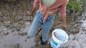 Amazing Catching Huge Mud Crabs In Swamp after Low Tide  Fishing Huge Mud Crabs .mp4