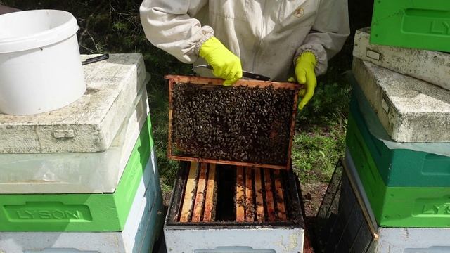 ЩАВЕЛЕВАЯ КИСЛОТА+ГЛИЦЕРИН-рецепт приготовления полосок от клеща