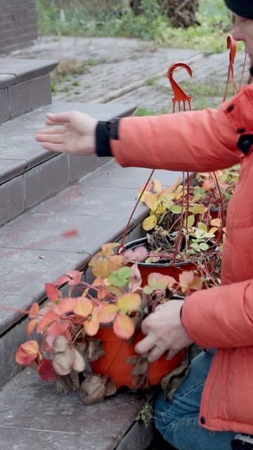 Большая часть кашпо с земляникой взял у Ленки ушла в Компост смотреть онлайн