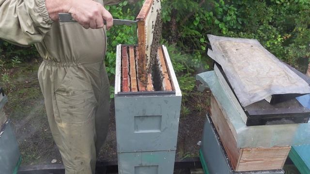 ЩАВЕЛЕВАЯ КИСЛОТА,только ею обрабатываю пчел от клеща смотреть онлайн