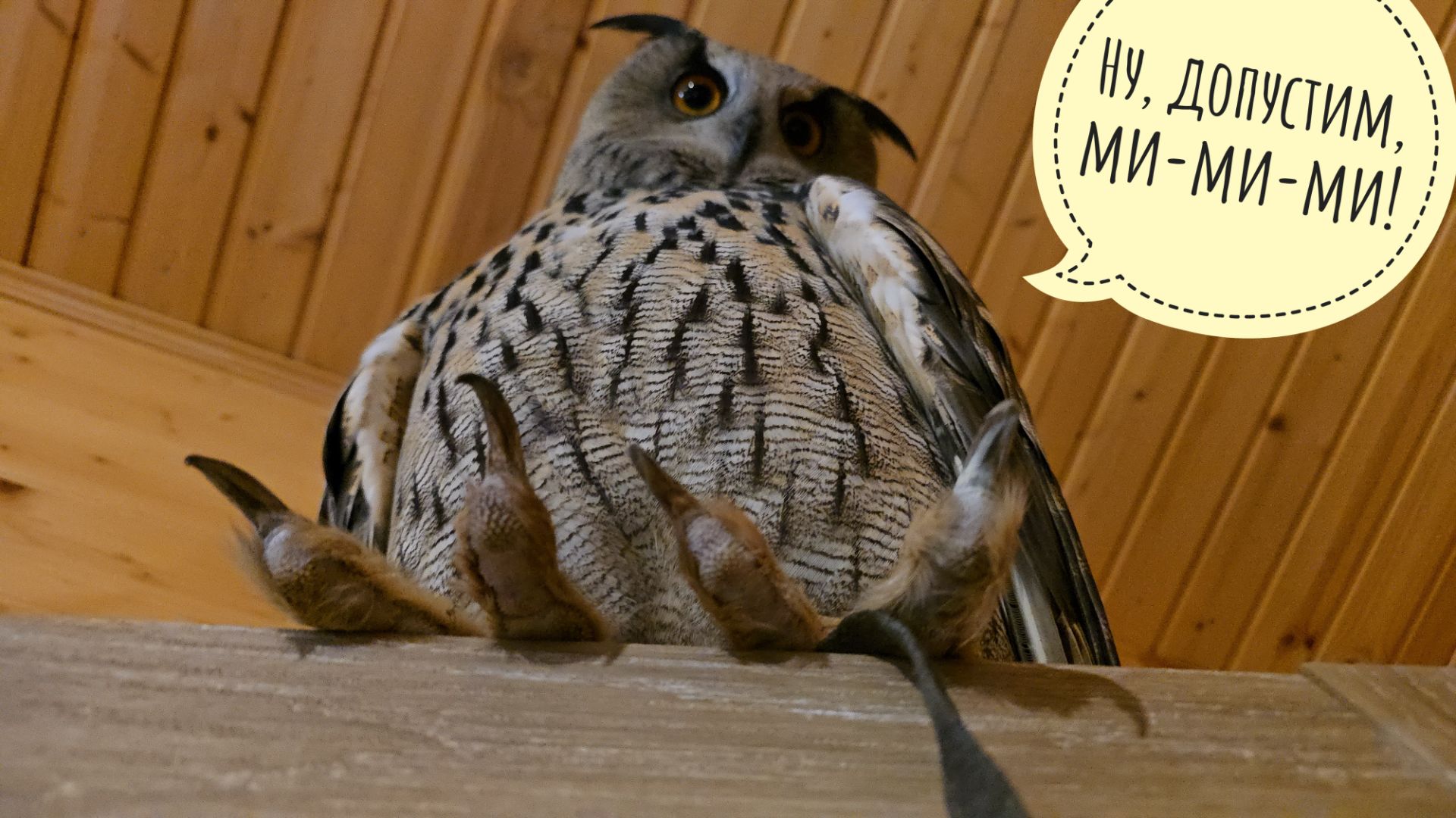 Сова филин Ёль в доме отдыхает от сырой погоды. Кошка Морошка следит за порядком, пока я всех кормлю смотреть онлайн