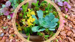 Суккуленты в саду. Хорошо зимующие в Подмосковье молодило и седумы.