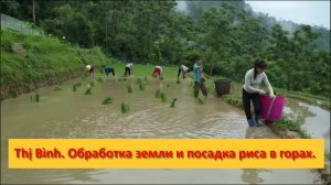 Thị Bình. Вьетнам.  Обработка земли и посадка риса в горах.