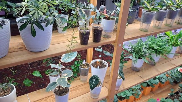 Пайтинный клещ повержен!!!! Ура! Препараты которые работают! смотреть онлайн