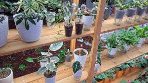 Пайтинный клещ повержен!!!! Ура!  Препараты которые работают!