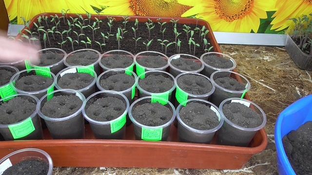 "СУХОЙ СПОСОБ" посева семян томатов может выручить вас! смотреть онлайн