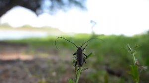 ПРОСТАЯ ДЕДОВСКАЯ СНАСТЬ КОСИТ РЫБУ. ЗАКИДУШКИ НА САЗАНА. РЫБАЛКА НА МОТОЦИКЛЕ.