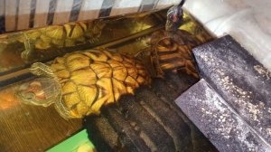 Красноухие 🐢 черепахи 🐢 03-12-2025. Умная колонка Маруся рассказывает анекдоты!!!