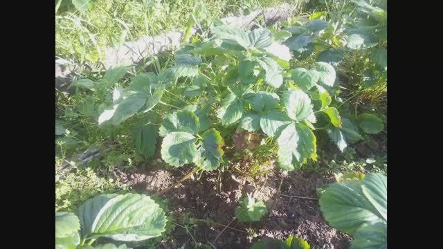 Почему не плодоносит клубника 1