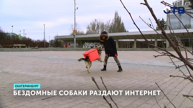 Как собаки с рюкзаками раздают интернет на улицах города смотреть онлайн