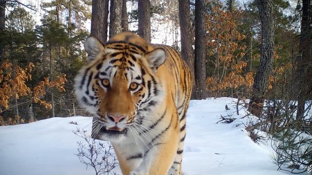 Земля амурских тигров Сихотэ-Алинский заповедник Лазарева Мария Кирилловна Фестиваль «Земля открытий смотреть онлайн