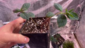 Почему ГОРТЕНЗИЯ Вянет, УМИРАЕТ и как СПАСТИ