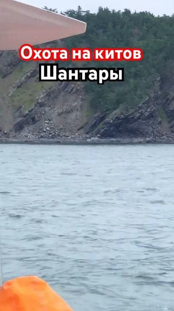 Охота за китами. Шантарские острова. #альбертсеверный #арктика #путешествияпоросии