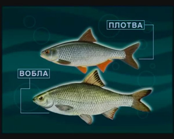 Как влияет атмосферное давление на поведение Обыкновенной плотвы (Common roach) — Rutilus rutilus ?