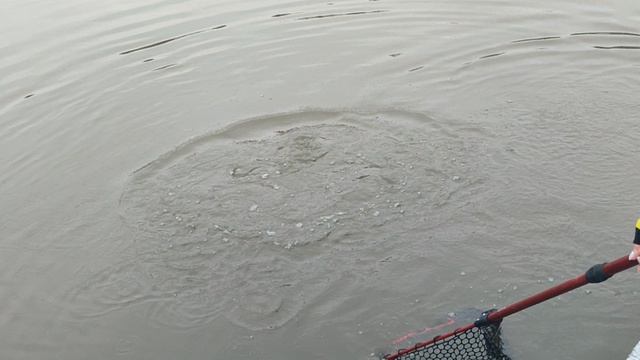 Основной водоём. На блесну. смотреть онлайн