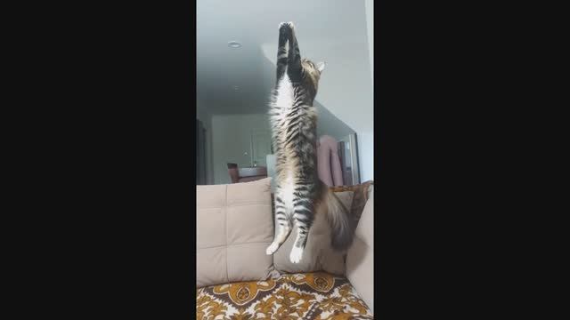 Триша и муха смотреть онлайн