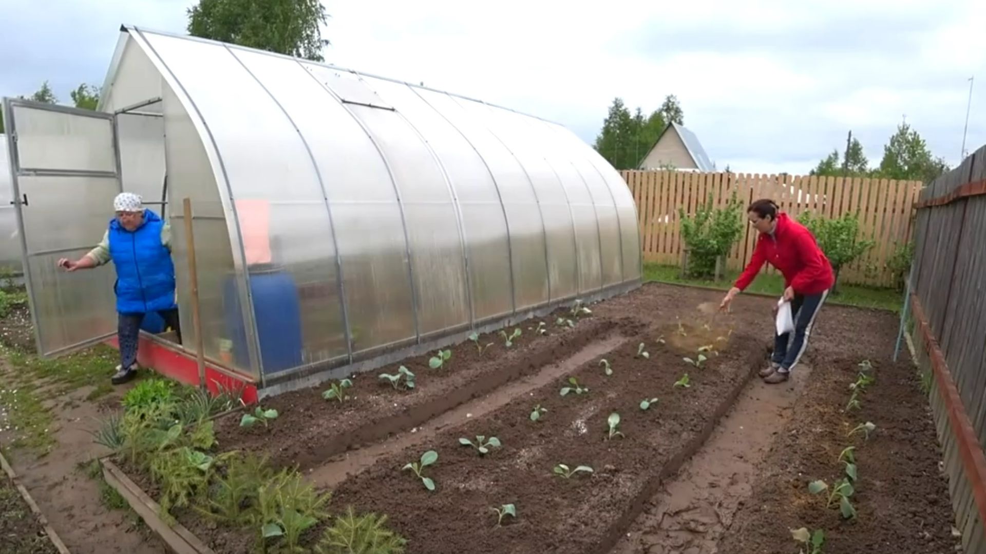 6 соток в мае 2021 года. Посадили капусту Романеско, Килатон, Сахарная голова смотреть онлайн