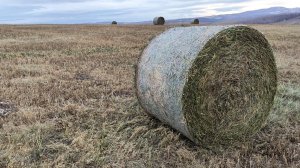 Пресс-подборщик Pascal: пермское качество, сибирский характер