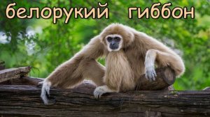 Голоса и звуки животных Азии. Часть 2.