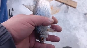 ПЛОТВА НА КОТЛОВАНЕ! ЗИМНЯЯ РЫБАЛКА!!!