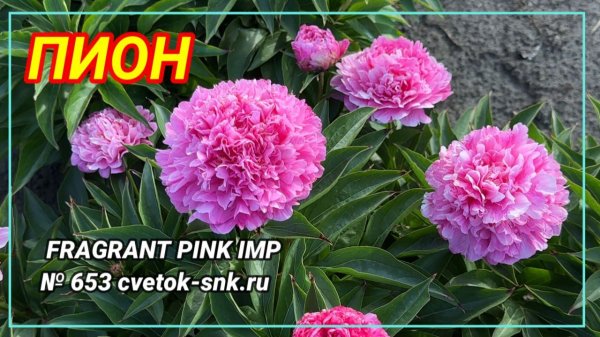 Пион "FRAGRANT PINK IMP"/Сад Ворошиловой