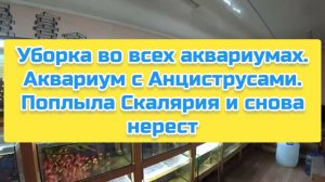 Уборка во всех аквариумах. Аквариум с Анциструсами. Поплыла Скалярия и снова нерест