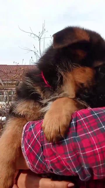 Баларис УРУС, 2 месяца 10 дней. смотреть онлайн