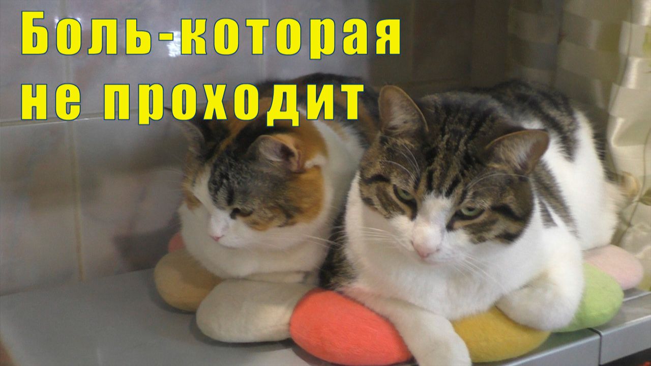 ЧУДО - КАМЕНЬ / БОЛЬ - КОТОРАЯ НЕ ПРОХОДИТ / 23 и 24 ноября 2025