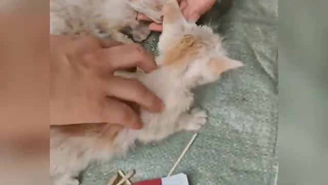 Спасение уличной кошечки, которая не могла дышать - 2025 год смотреть онлайн